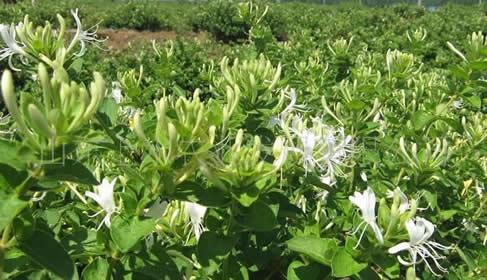 金銀花的生態(tài)價值