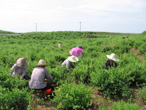 中藥材發(fā)展陷瓶頸 缺乏科學(xué)規(guī)范種植